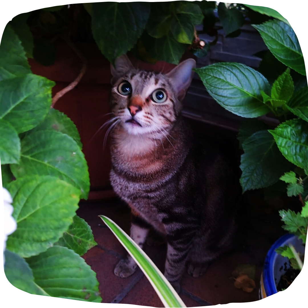 Un gato gris de ojos verdes escondido entre las plantas